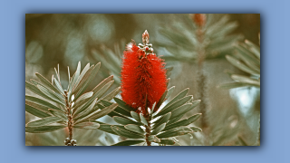 1993_WA_D05-17-08_Albany Flaschenbuerste (Callistemon speciosus).jpg